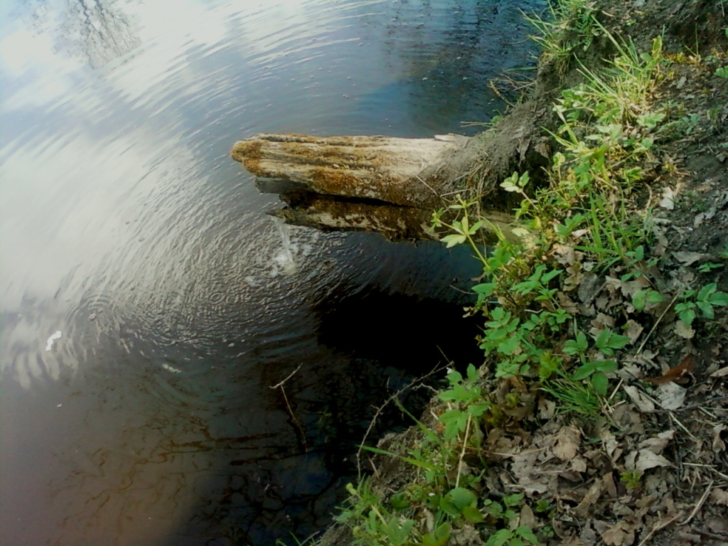 1024x768, 308 Kb / Родник, ствол, дерево, Павловск, берег