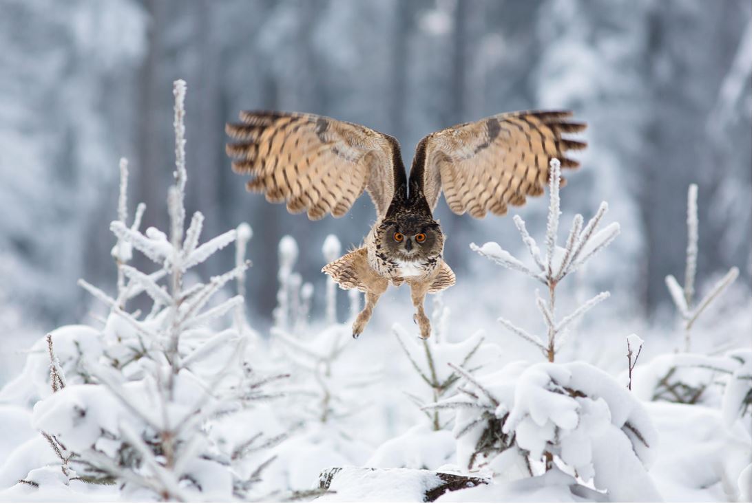 1095x733, 88 Kb / птица, филин, снег, лес