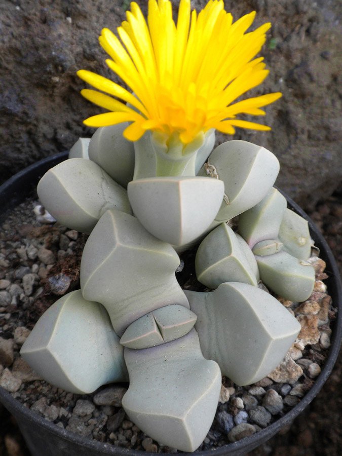 675x900, 109 Kb / горшок, камни, цветок, lapidaria margaretae