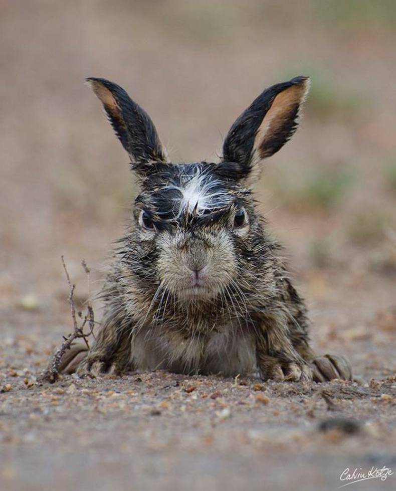 790x979, 73 Kb / Заяц, зайчик, грязь