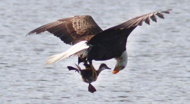 615x335, 88 Kb / орел, утка, дружба зверей