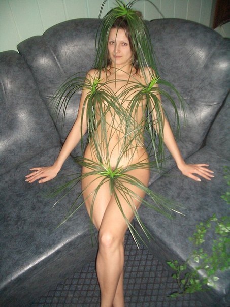 453x604, 67 Kb / диван, кустики, хлорофитум