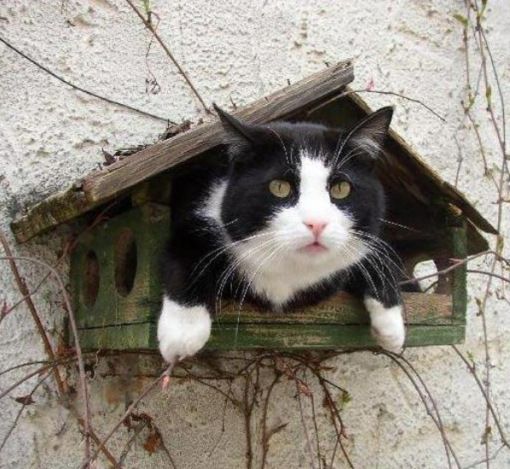 510x469, 52 Kb / кот, скворечник, кормушка