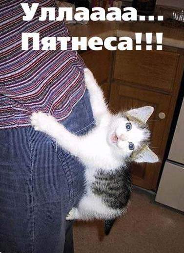 377x517, 37 Kb / котёнок, попа, пятница