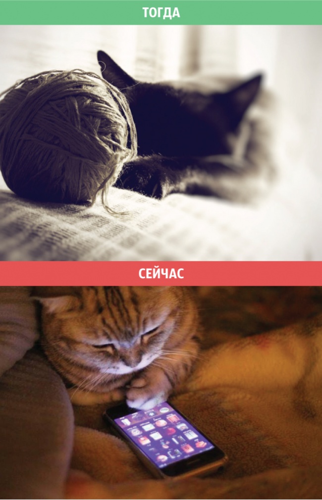 650x1010, 148 Kb / кот, клубок, смартфон