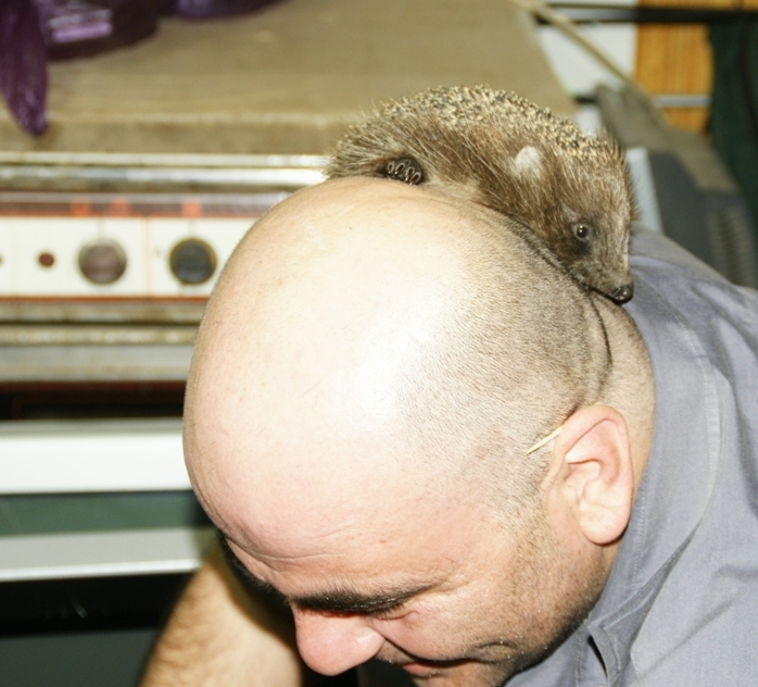 698x632, 320 Kb / лысый, голова, ёжик, смелый, из личного