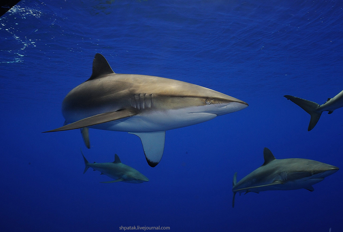 1200x813, 285 Kb / акулы