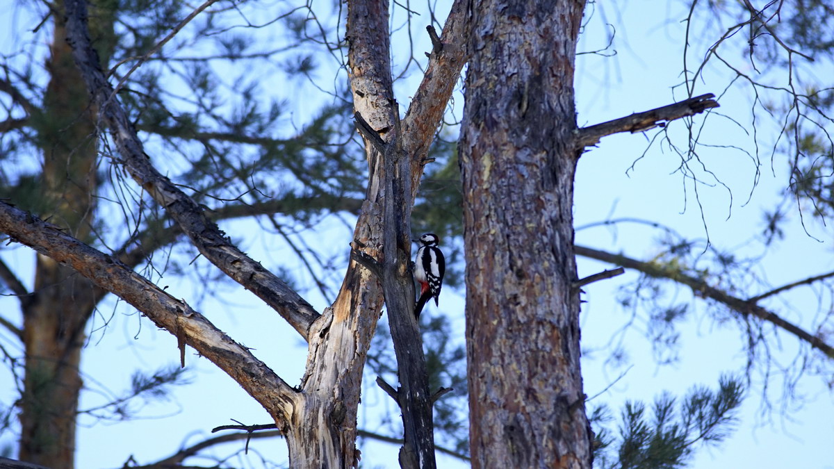 1200x675, 291 Kb / лес, сосна, дятел