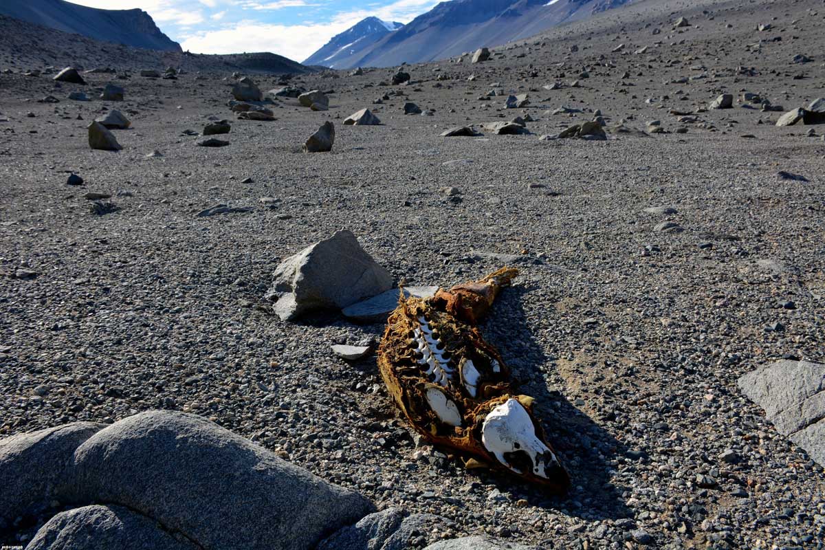 1200x800, 232 Kb / антарктида, лед, долина