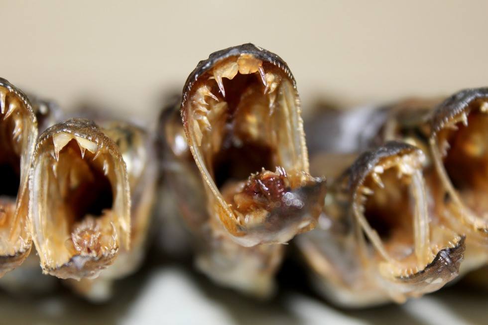 980x653, 54 Kb / корюшка, пасть