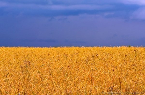 600x396, 64 Kb / поле, небо, пшеница, урожай