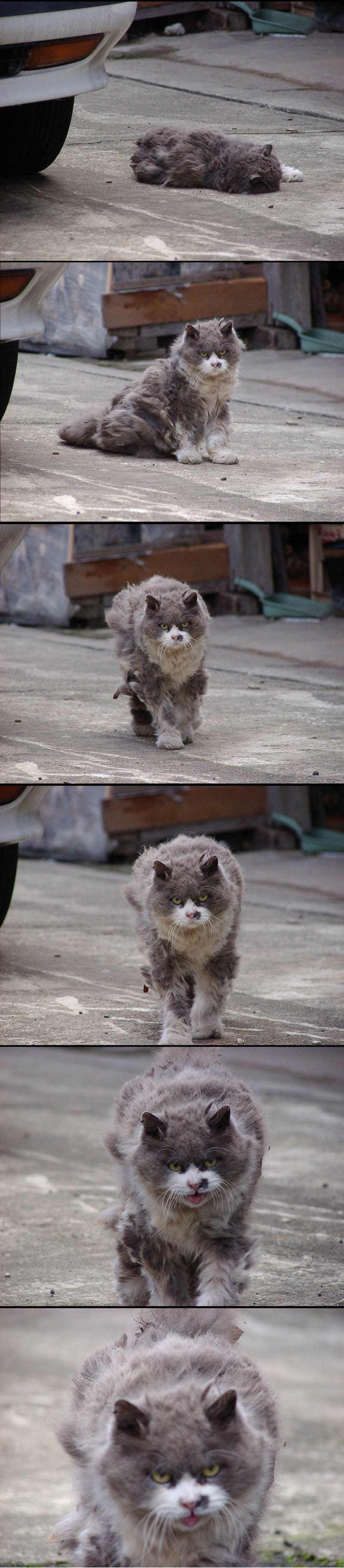 800x3642, 380 Kb / кот