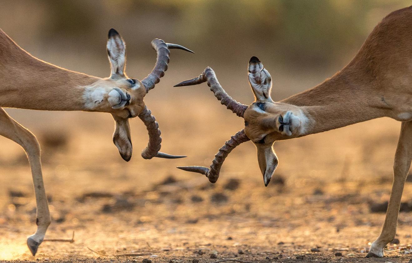 1318x841, 139 Kb / Антилопа, саванна, рога