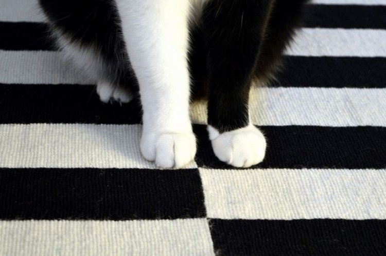 750x499, 58 Kb / кот, лапы, ковер, полосы