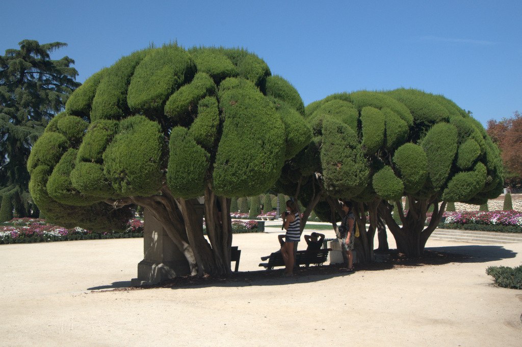 1024x682, 171 Kb / деревья, крона