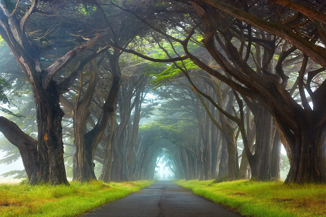 1294x863, 344 Kb / туман, деревья, аллея, дорога