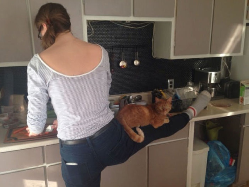 850x637, 147 Kb / девушка, кухня, котэ, нога, подставка