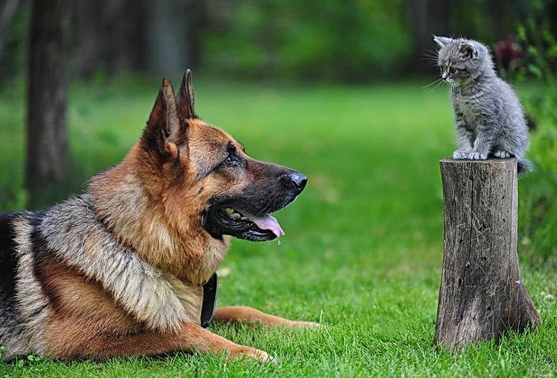 800x543, 144 Kb / собака, котёнок, трава, пень