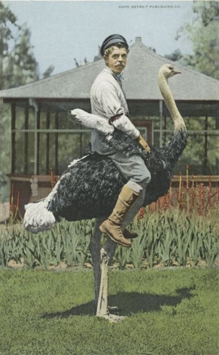 450x729, 89 Kb / страус, наездник, фуражка