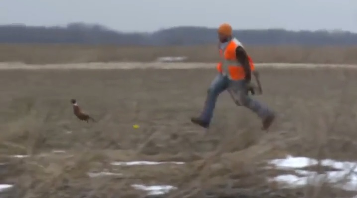 718x398, 38 Kb / лук, курица, фазан