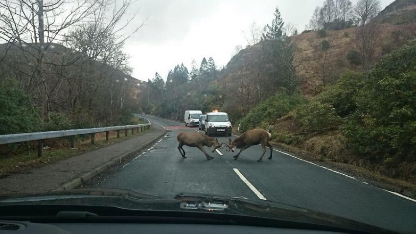 850x478, 172 Kb / олени, дорога, драка