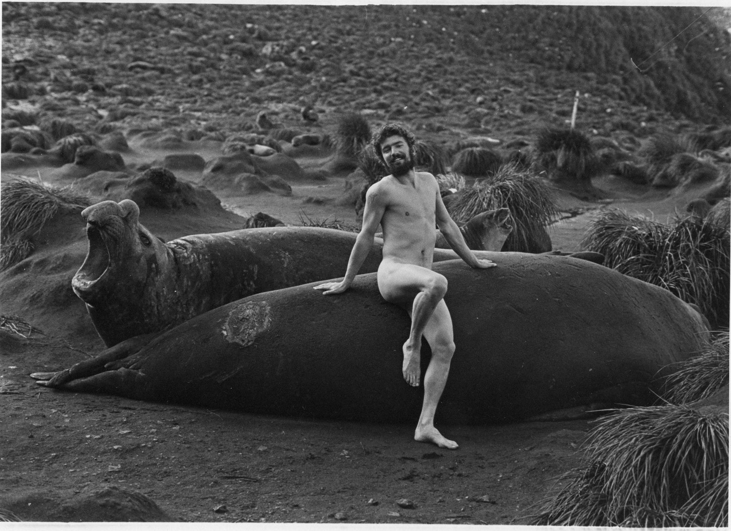 1500x1089, 342 Kb / пляж, морской слон, голый дядька, ч/б