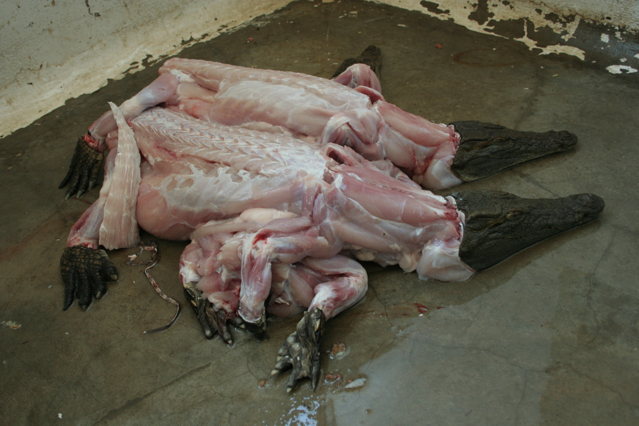 1280x853, 315 Kb / мясо, туша, крокодил