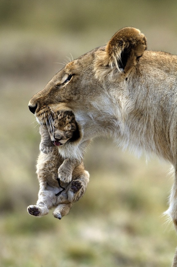 576x867, 142 Kb / львица, лвёнок