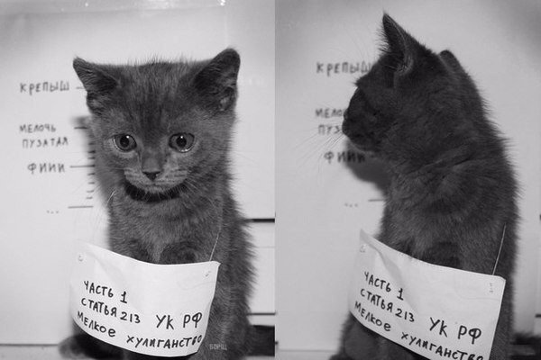 600x400, 38 Kb / котенок, арест
