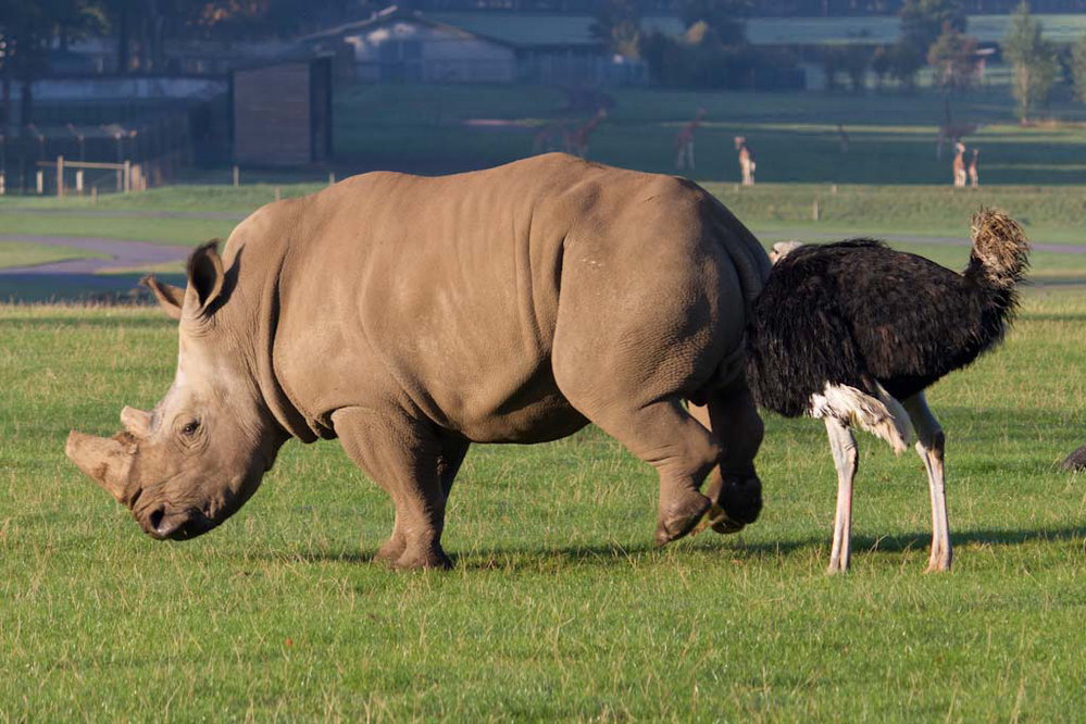 999x666, 151 Kb / страус, носорог