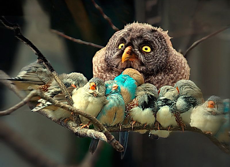 800x582, 120 Kb / ветка, сова, птички