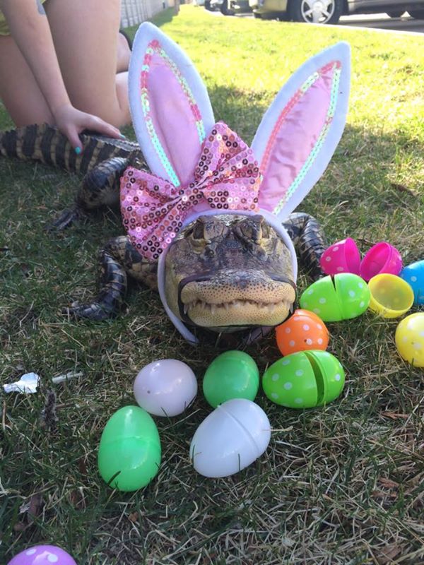 600x800, 109 Kb / Крокодил, зайка, уши, яйца, кролик, пасхальный