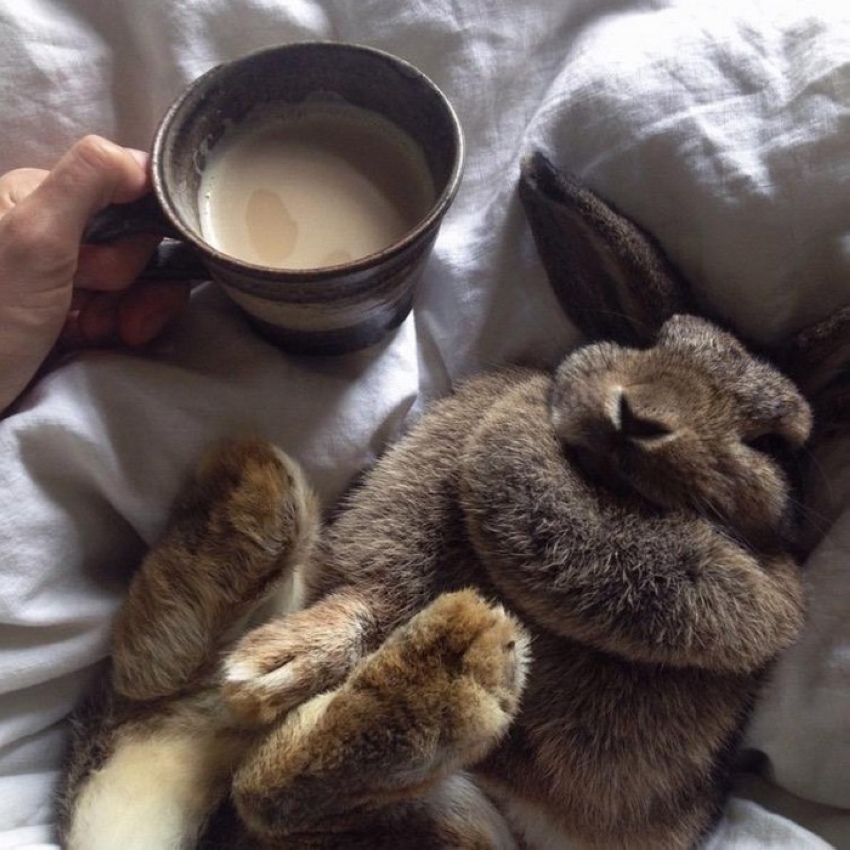 850x850, 235 Kb / заяц, чашка, кофе