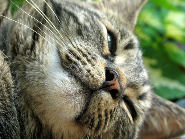 600x450, 60 Kb / кот, морда