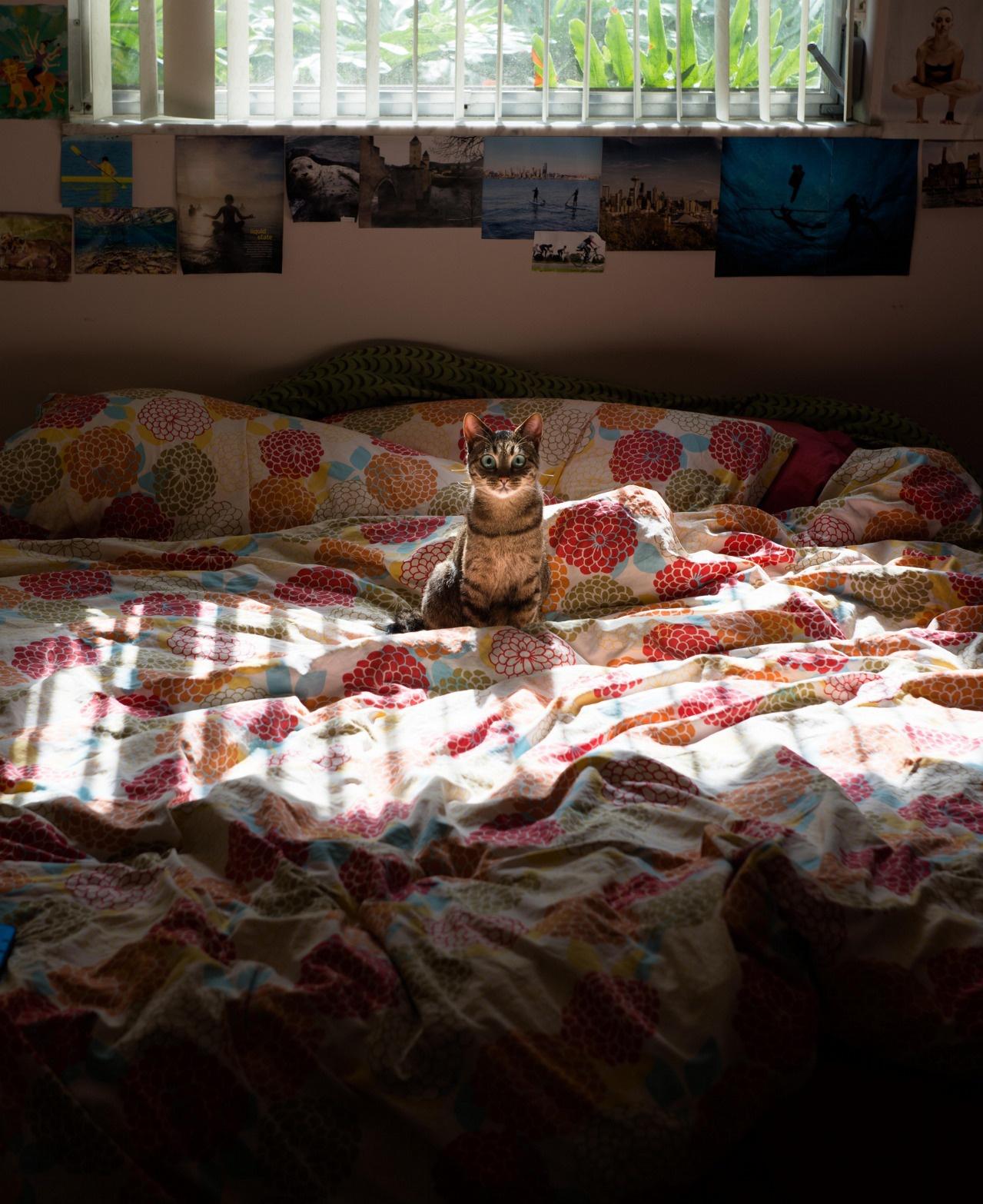 1279x1566, 236 Kb / Кошка, кровать, окно, солнце, свет, взгляд