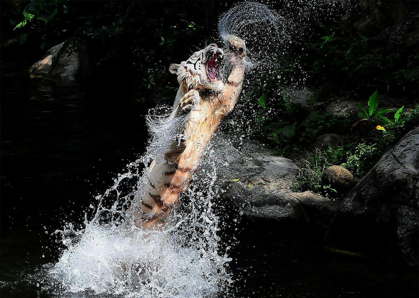 1458x1037, 308 Kb / Тигр, вода, прыжок, брызги