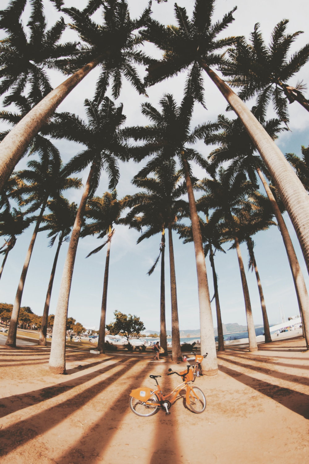 1000x1500, 336 Kb / пальмы, велосипед