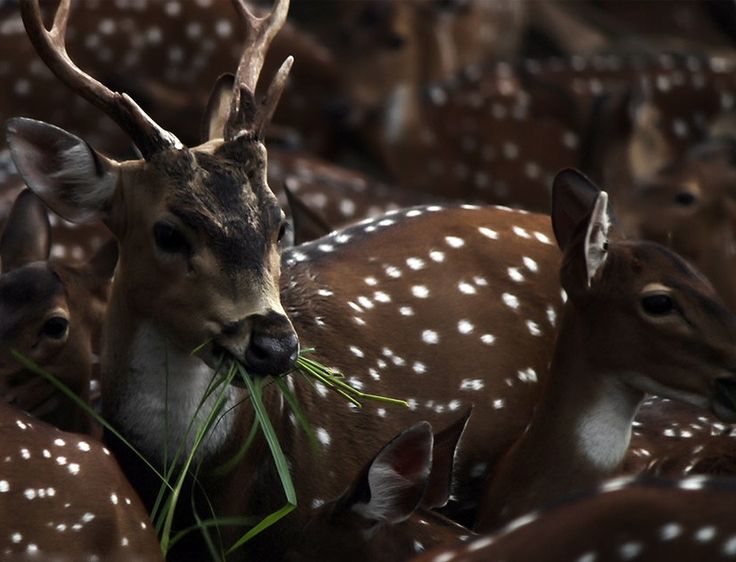 736x562, 53 Kb / олень, косуля, крапинка, трава, стадо