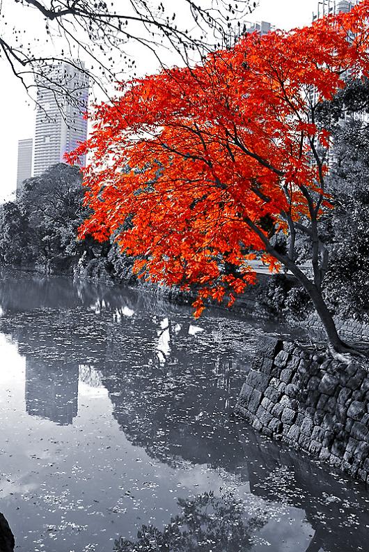 530x792, 160 Kb / осень, озеро, листья