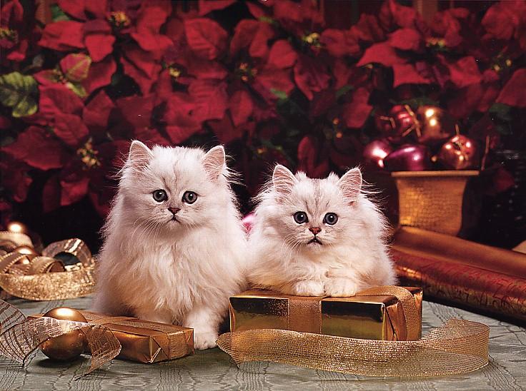 736x548, 80 Kb / коты, подарки, цветы