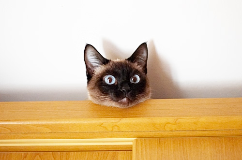 500x331, 63 Kb / кот, шкаф, голова