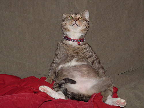 500x375, 34 Kb / кот, ошейник, ахуй