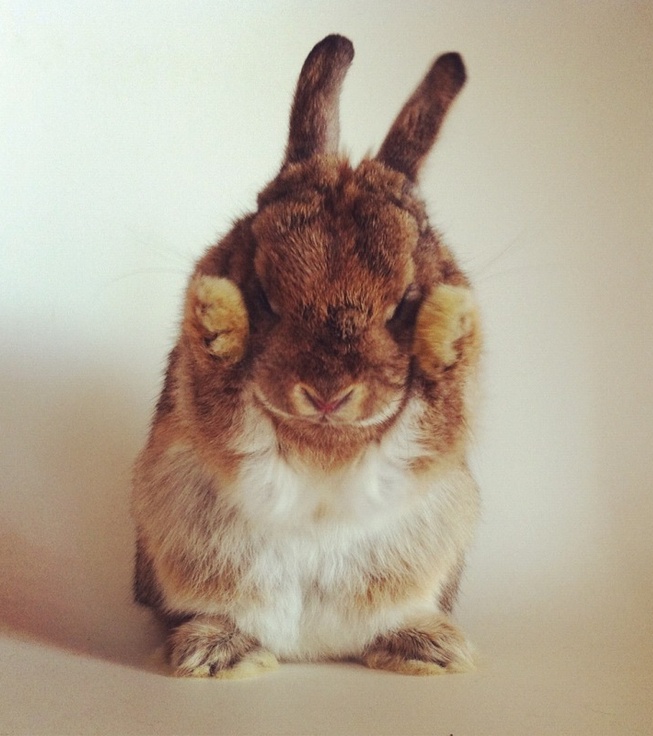 653x736, 133 Kb / Кролик