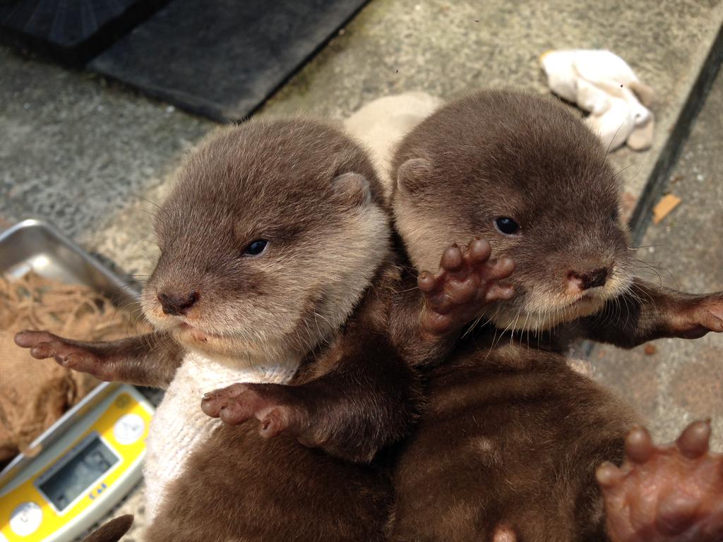 1024x768, 112 Kb / выдрята