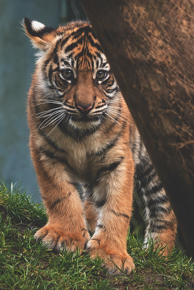 781x1170, 336 Kb / тигренок