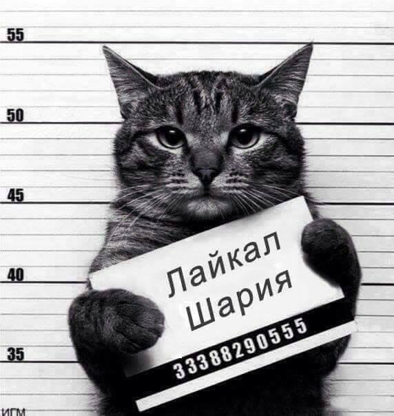 572x604, 43 Kb / шари, украина, кот, политота