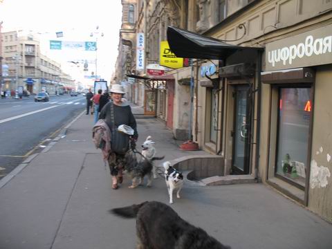 480x360, 31 Kb / собаки