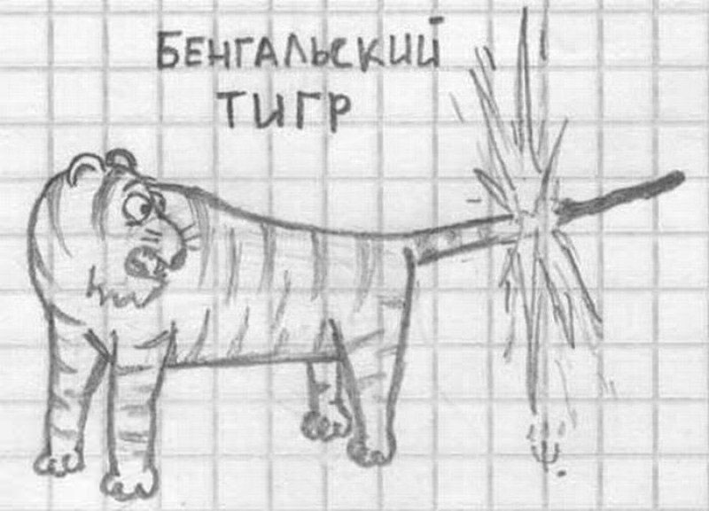 800x577, 91 Kb / тигр, бенгальский, тетрадь, карандаш, рисунок