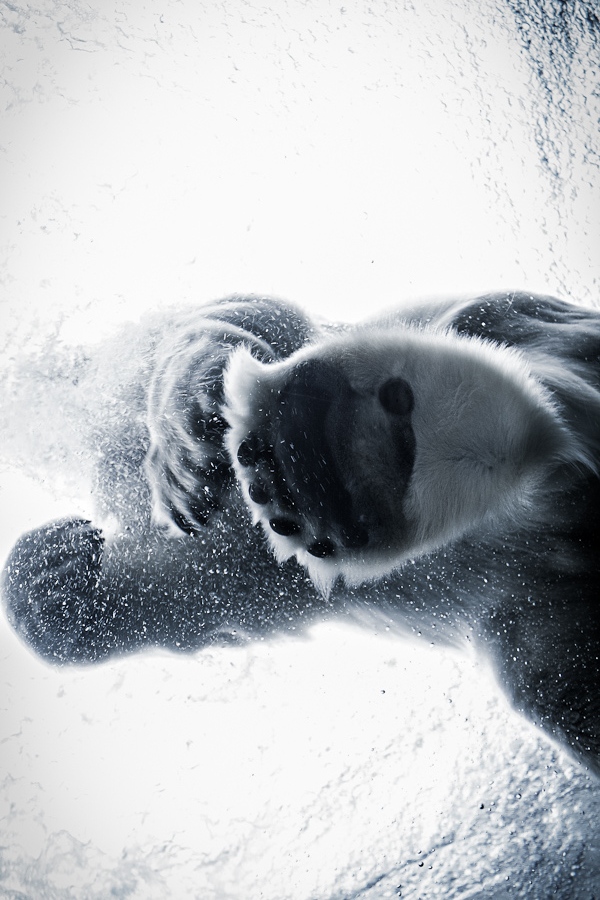 600x900, 228 Kb / лапы, медведь, под водой