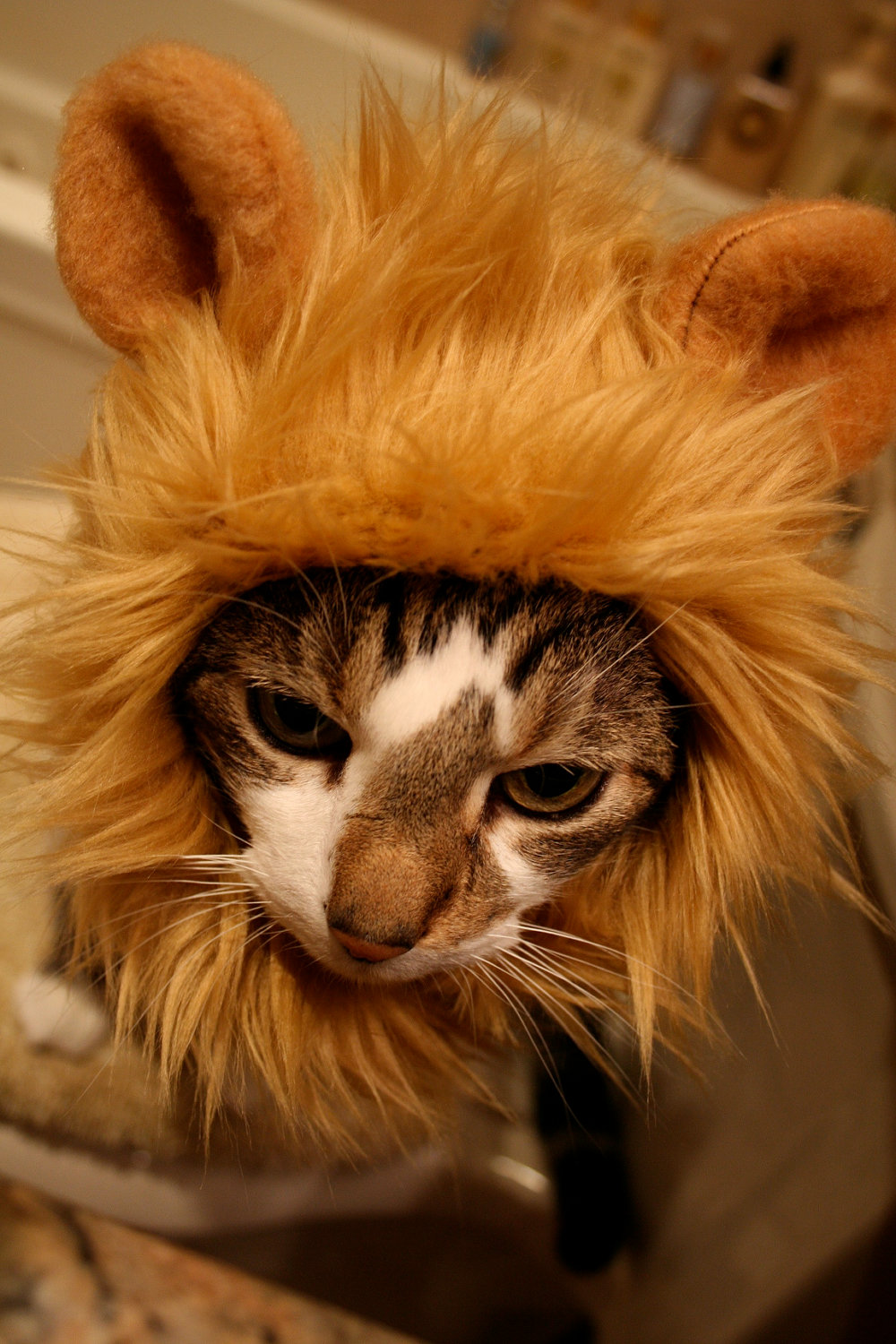 1000x1500, 311 Kb / шапочка, лев, кот